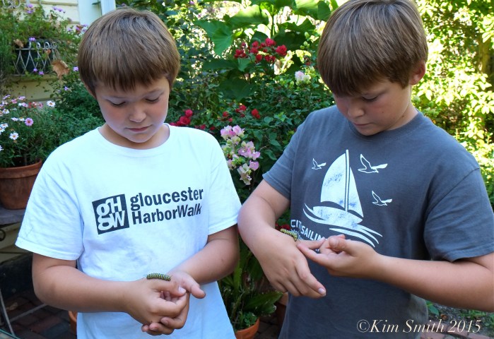 Charles and George Ryan Monarch caterpillars ©Kim Smith 2015