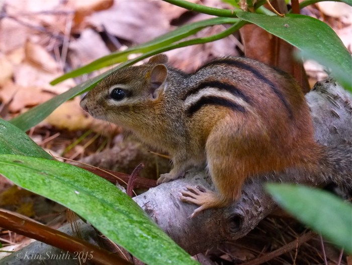 Chipmunk ©Kim Smith 2015