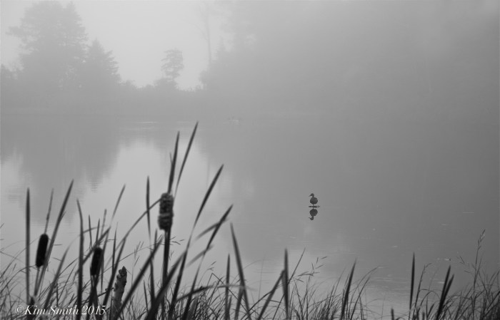 Clark Pond duck fog ©Kim Smith 2015