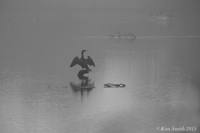 Cormorant Clark Pond ©Kim Smith 2015