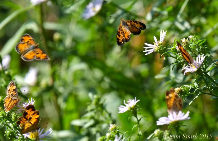 Crescent Butterflies -2 ©Kim Smith 2015