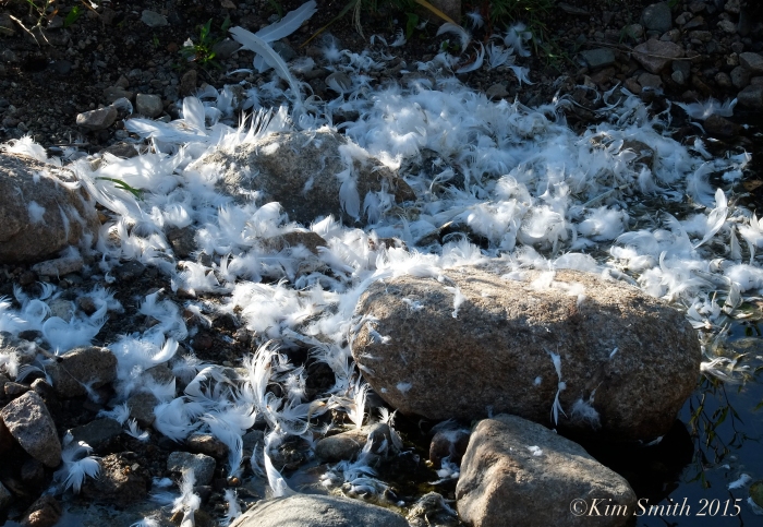 dead swan remains Nile Pond ©Kim Smith 2015