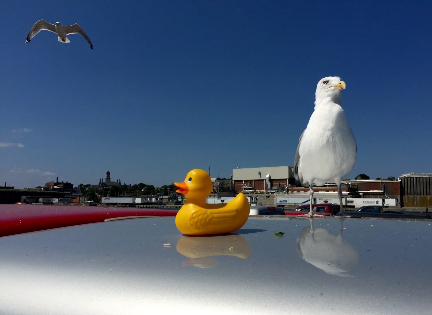 Grass is always greener. I see what you're looking at Rubber Duck.