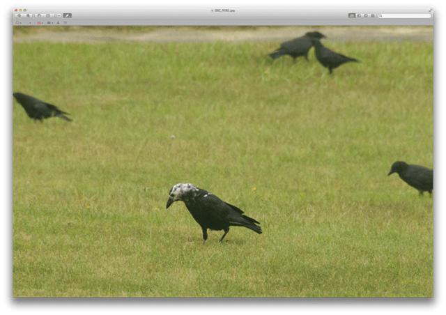 leucistic crow 1