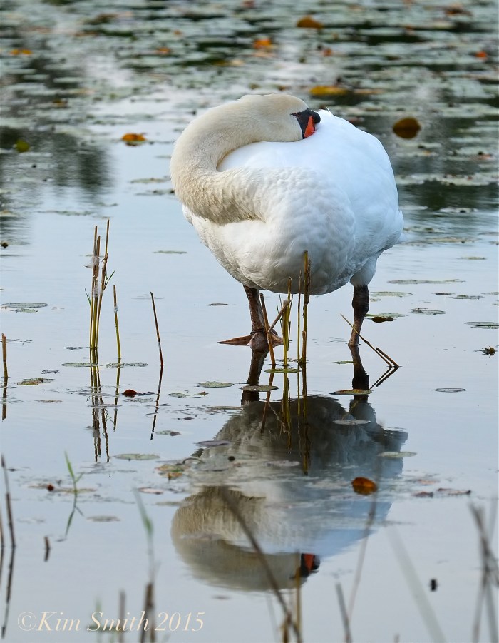 Male Swan Niles Pond September ©Kim Smith 2015