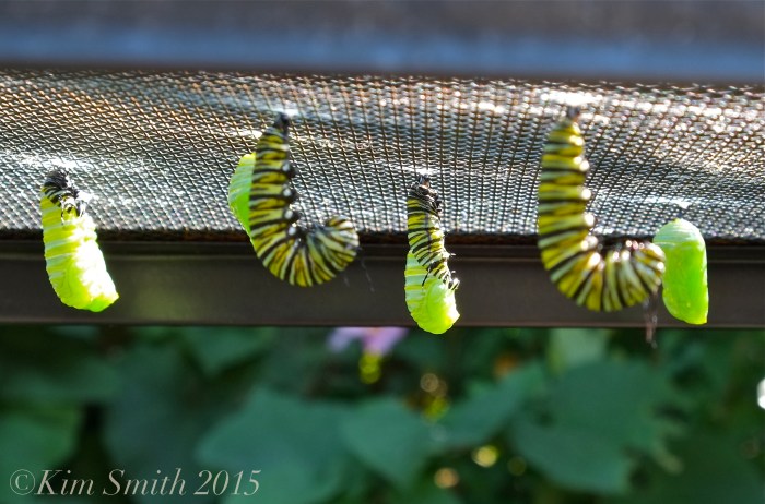 Monarch caterpillars J-shape, pupating ©Kim Smith 2015