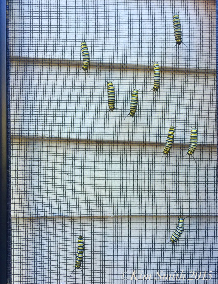 Monarch caterpillars north south ©Kim Smith 2015JPG