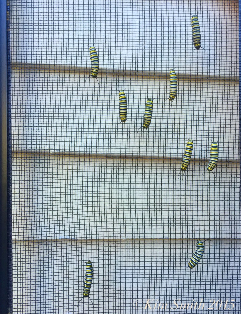Monarch caterpillars north south ©Kim Smith 2015JPG