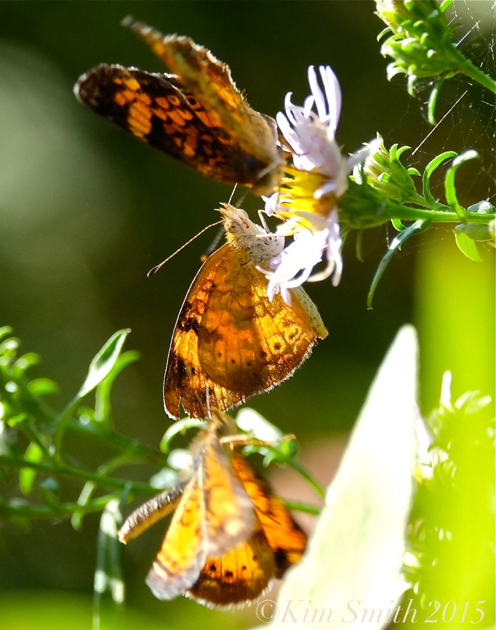Pearl Crescent Butterflies -2©Kim Smith 2015