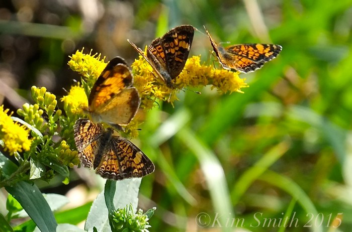 Pearl Crescent Butterflies -4 ©Kim Smith 2015
