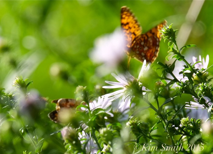 Pearl Crescent Butterflies -5 ©Kim Smith 2015