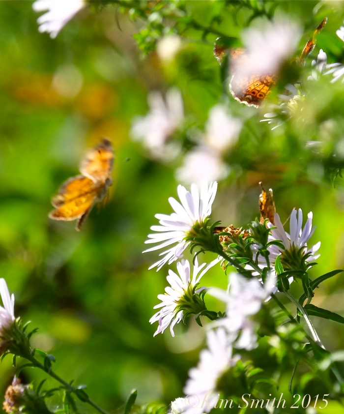 Pearl Crescent Butterflies -6 ©Kim Smith 2015