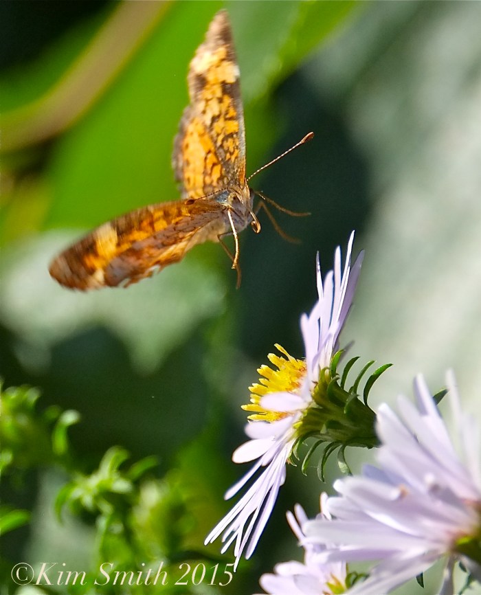 Pearl Crescent Butterflies -7 ©Kim Smith 2015