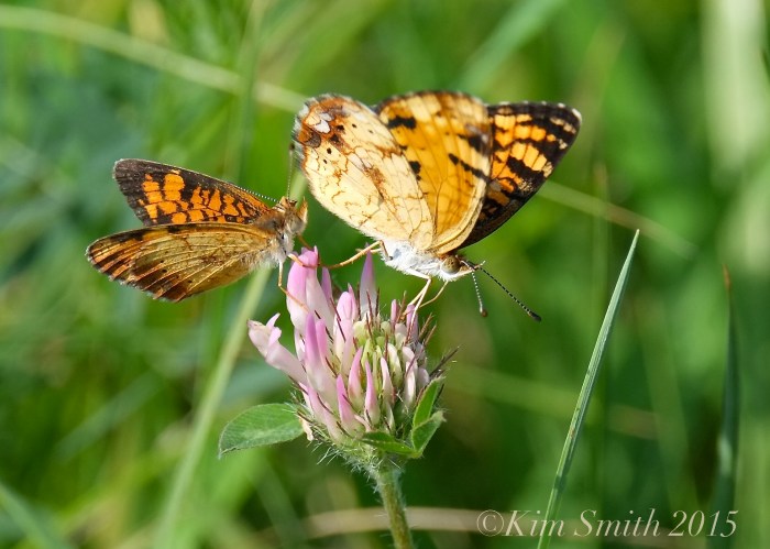 Pearl Crescent Butterflies ©Kim Smith 2015