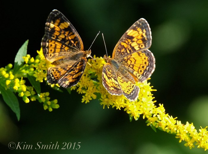 Pearl Crescent female left, male right ©Kim Smith 2015