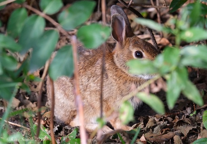Rabbit ©Kim Smith 2015