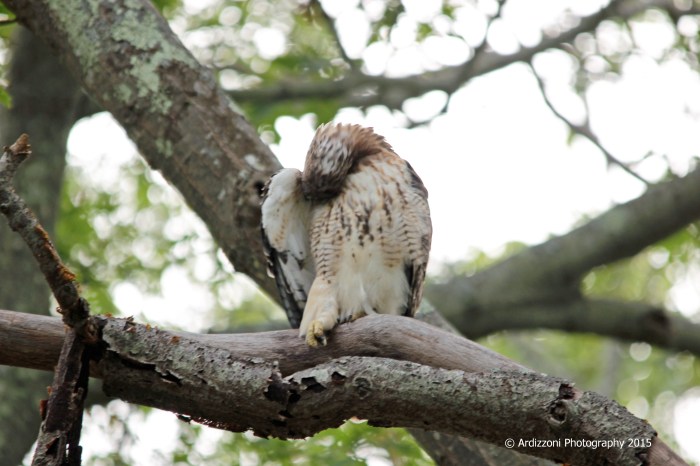 September 22, 2015 resting in my yard