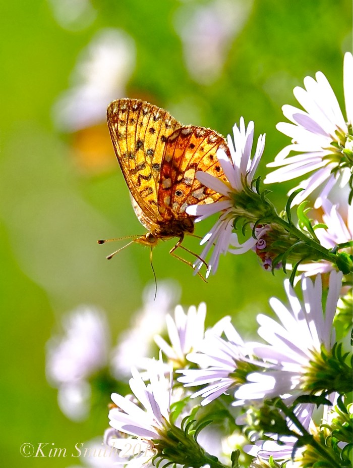 Silver-bordered Fritillary -3 ©Kim Smith 2015