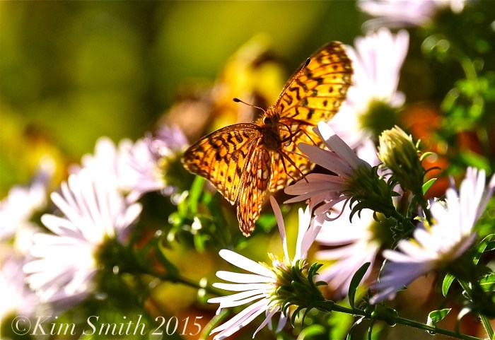 Silver-bordered Fritillary Butterfly dreams ©Kim Smith 2015