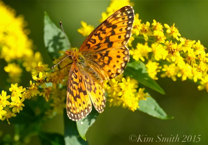 Silver-bordered Fritillary ©Kim Smith 2015