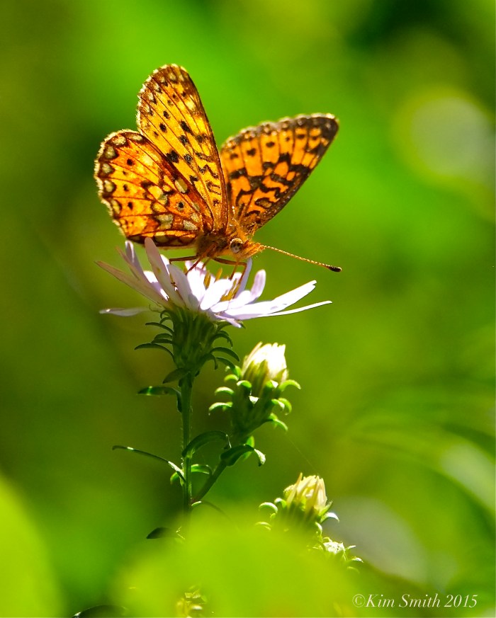 Silver-bordered Fritillary ©Kim Smith 2015