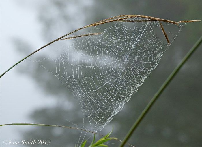 Spider web -2Clark Pond ©Kim Smith 2015
