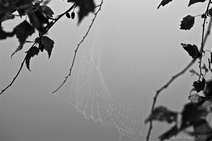 Spider web Clark Pond ©Kim Smith 2015