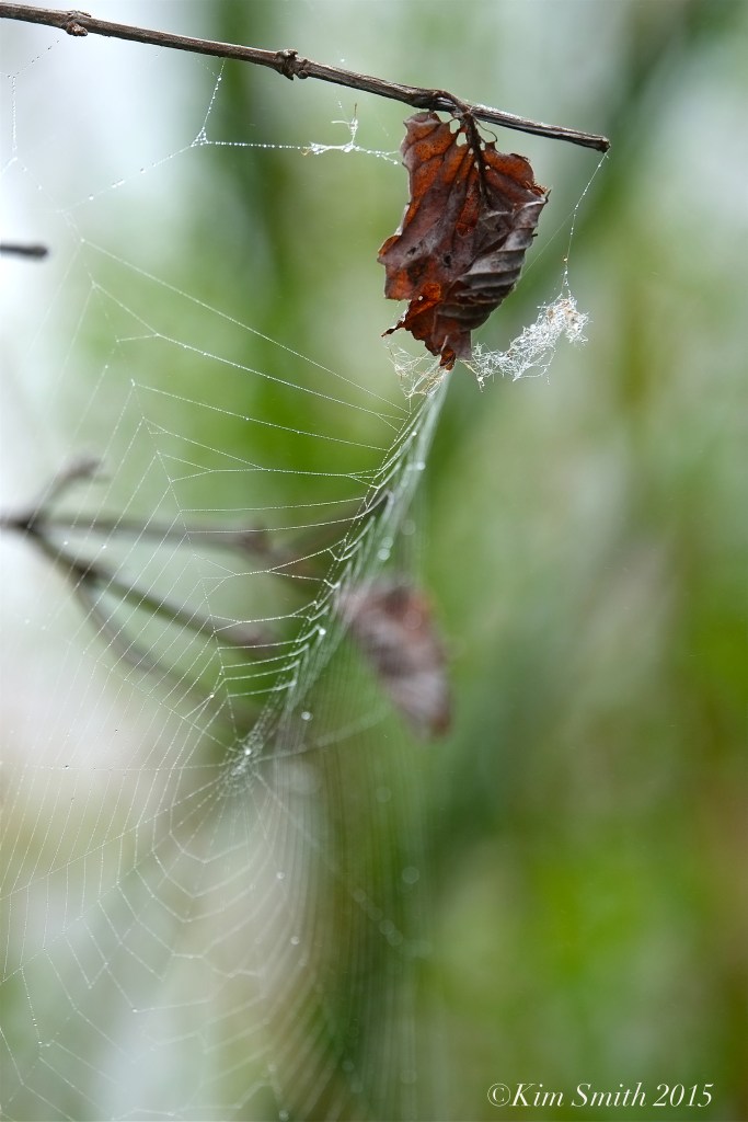 Spider web Clark Pond ©Kim Smith 2015.JPG