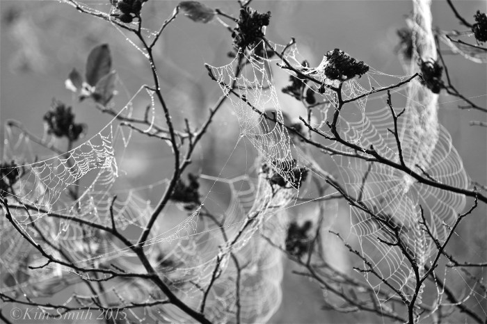 Spider's Webs ©Kim Smith 2015