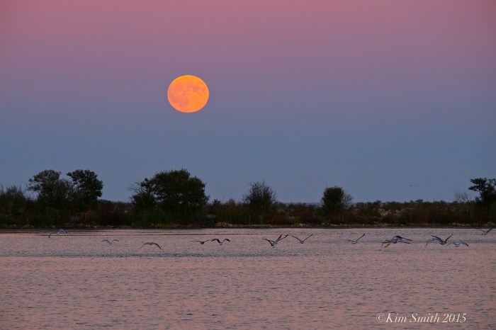 Super Blood harvest moon Rising ©Kim Smith 2015