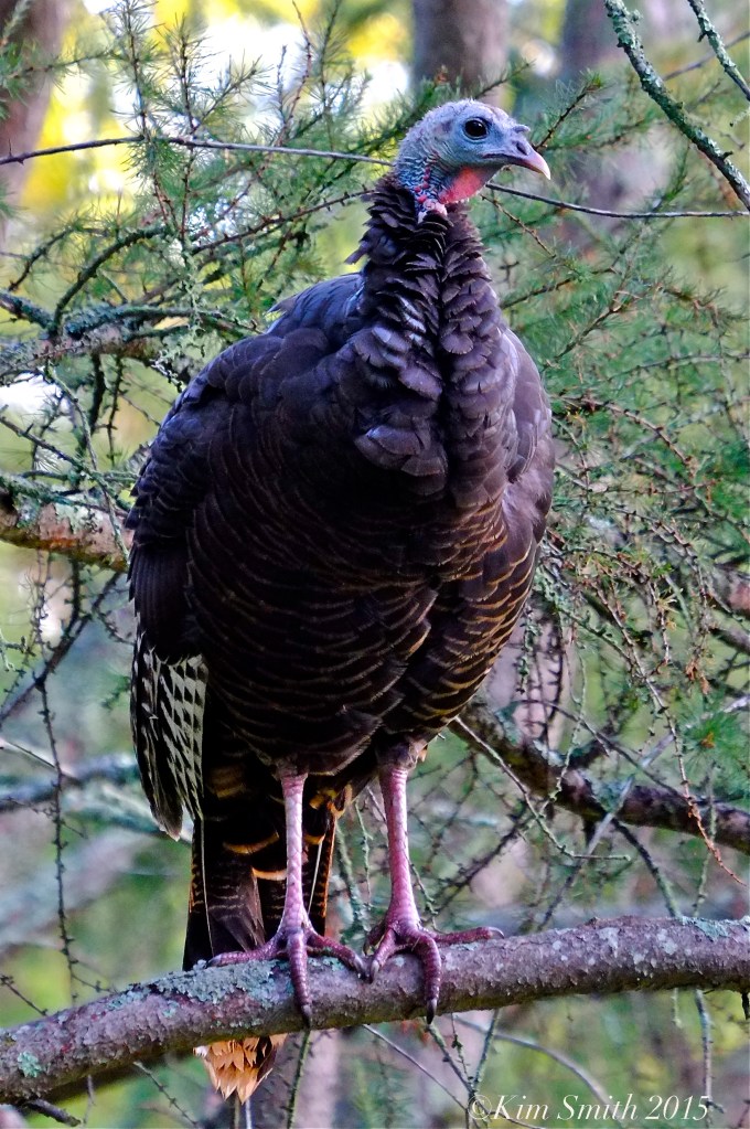 Wild Turkey ©Kim Smith 2015 copy