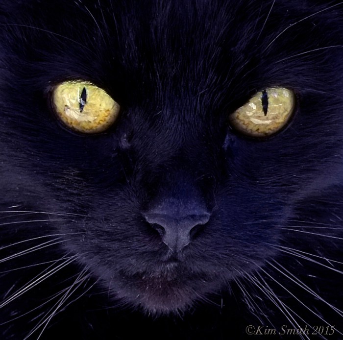 Black cat ©Kim Smith 2015 copy