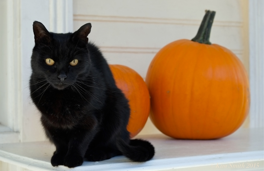 Black cat orange pumpkin ©Kim Smith 2015