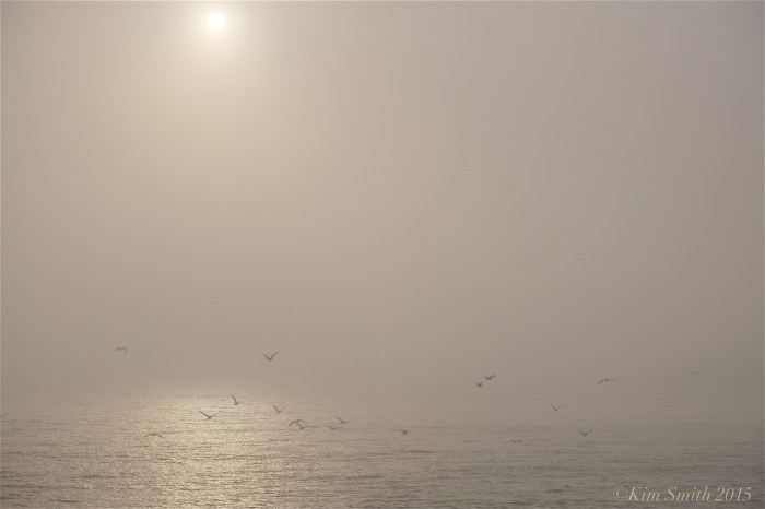 Brace cove fog seagulls ©Kim Smith 2015
