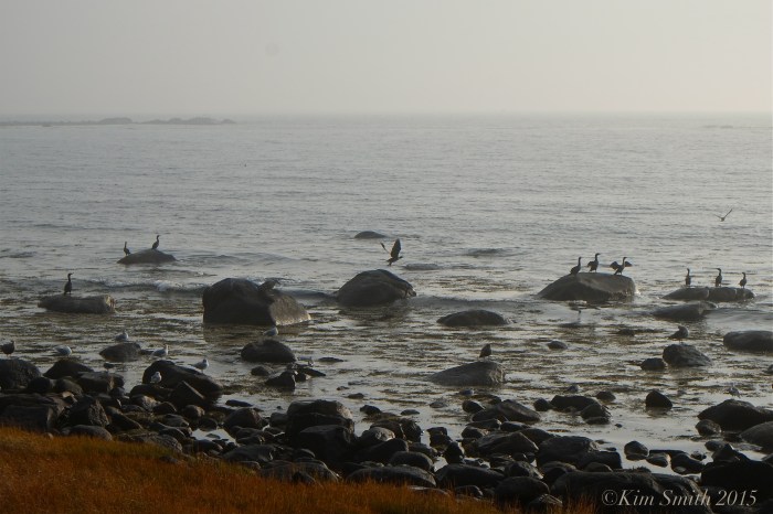 Brace cove seagulls cormorantsJPG