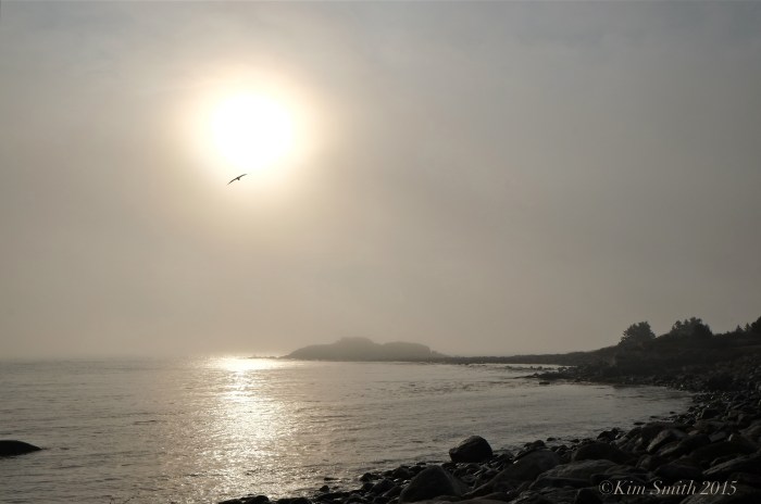 Brace Rock Gloucester MA ©Kim Smith 2015 JPG