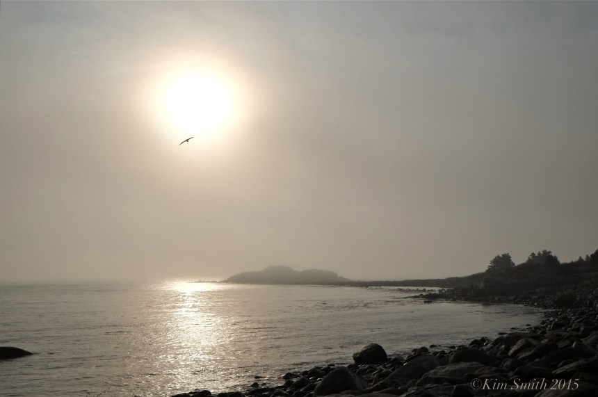 Brace Rock Gloucester MA ©Kim Smith 2015 JPG