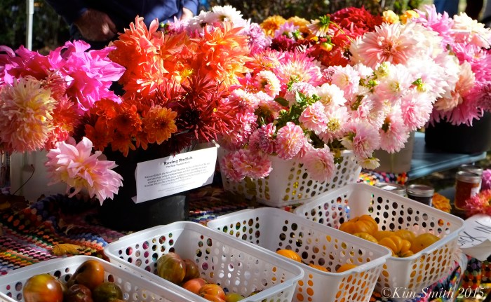Dahlias Rockport Harvest Fest ©Kim Smith 2015