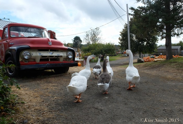domestic Geese Russell Orchards Ipswich ©Kim Smith 2015