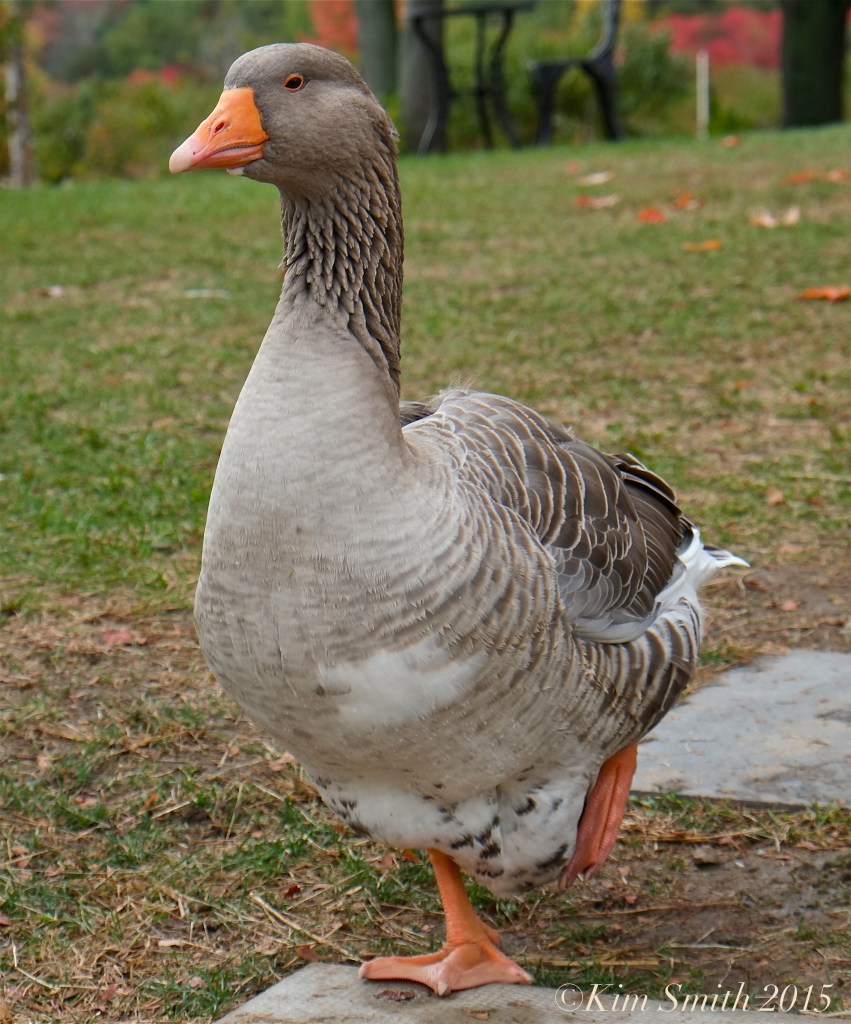 domestic goose ©Kim Smith 2015