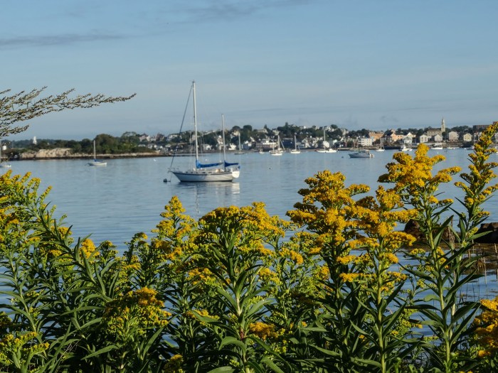 goldenrod on eastern point