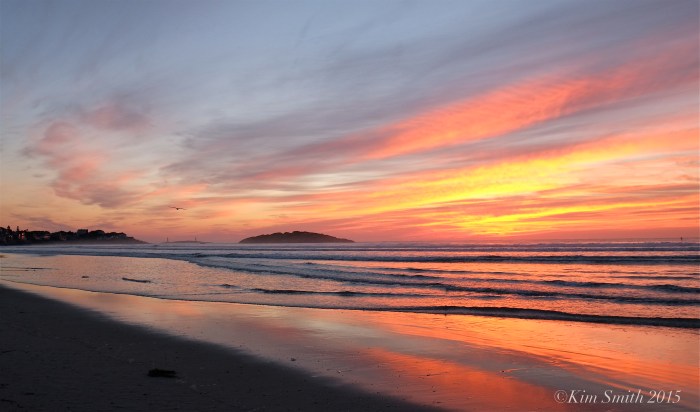 Good harbor Beach sunrise seagull ©Kim Smith 2015