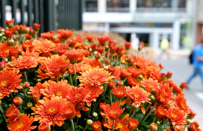 Kendall Hotel -2 ©Kim Smith 2015