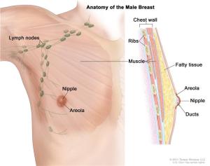 Male Breast Tissue