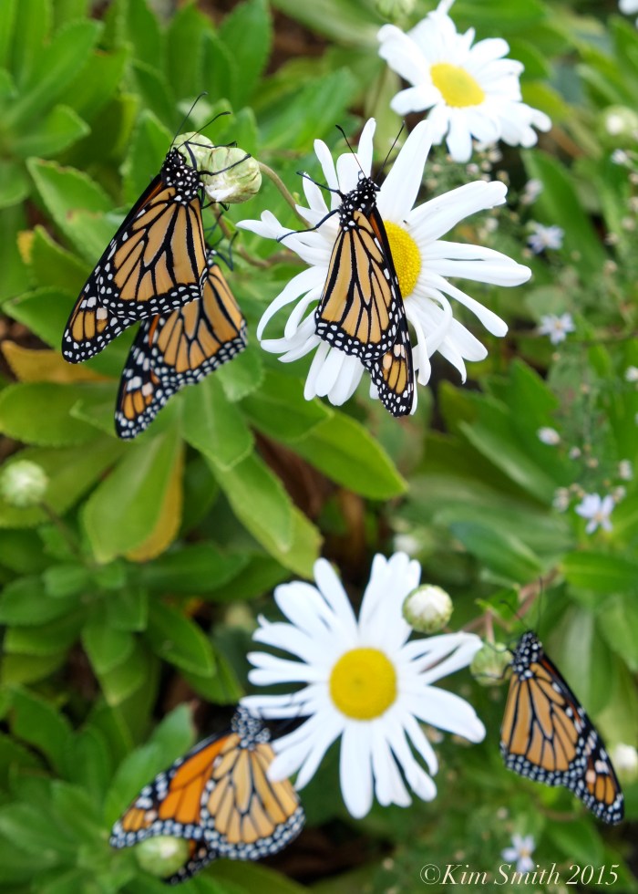 Monarch Butterflies Daisies ©Kim Smith 2015