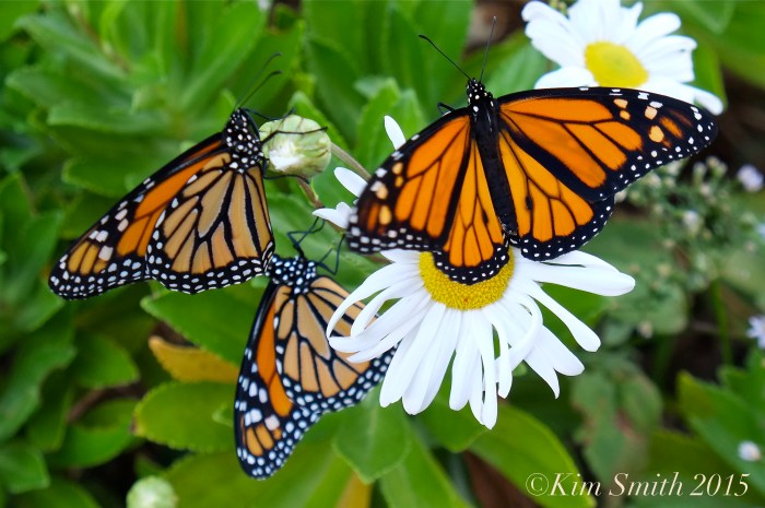 Monarch Butterfly daisy ©Kim Smith 2015
