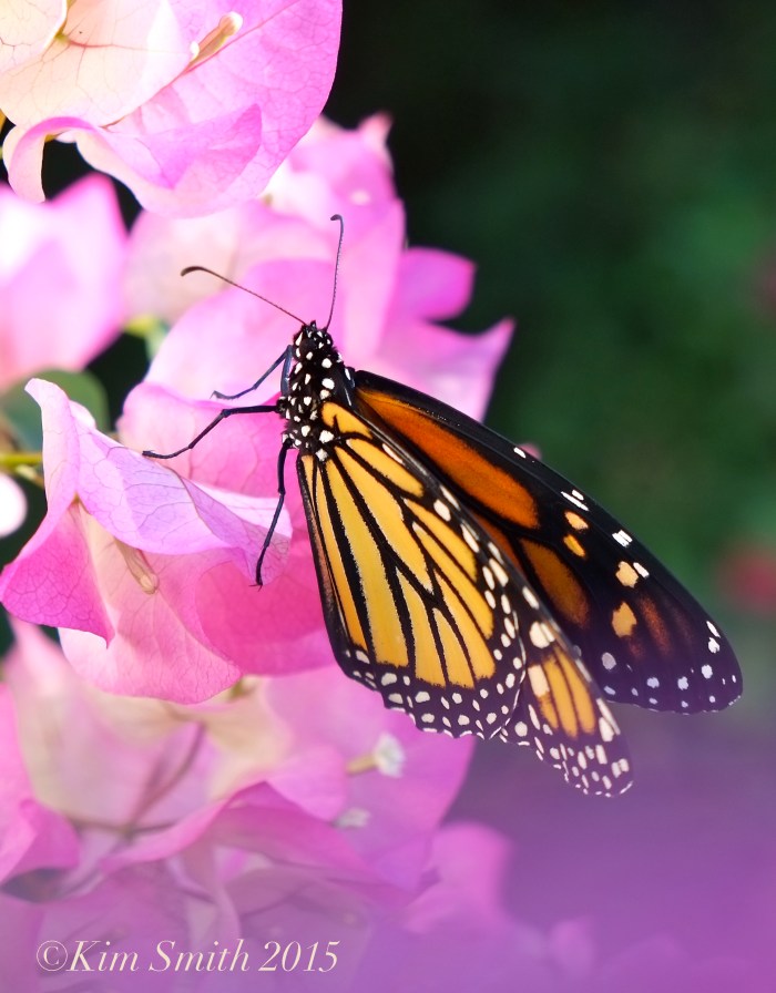 Monarch Butterfly pink bougainvillea ©Kim Smith 2015
