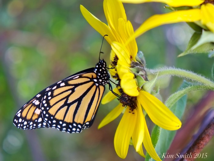 Monarch Butterfly sunflower ©Kim Smith 2015