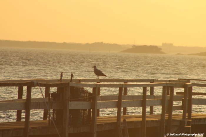 October 20, 2015 Lone Gull