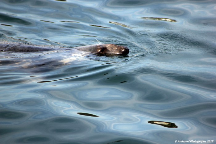 October 22, 2015 swimming at the State Pier